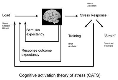 hormonal stress theory